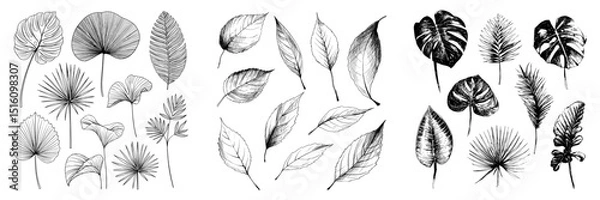 Fototapeta Different kinds of ornamental leaves are illustrated in monochrome, highlighting their organic charm and creative styling