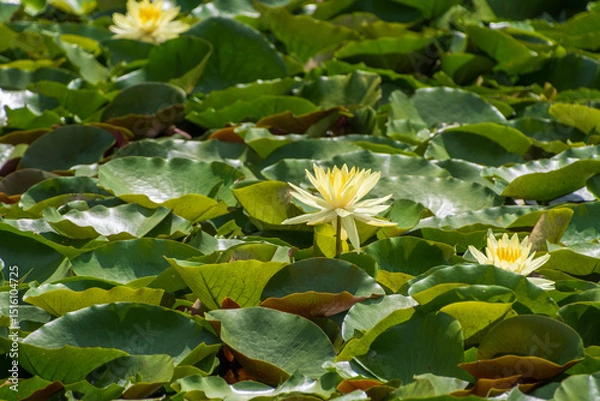 Fototapeta 日の光を浴びる黄色いスイレンの群れ