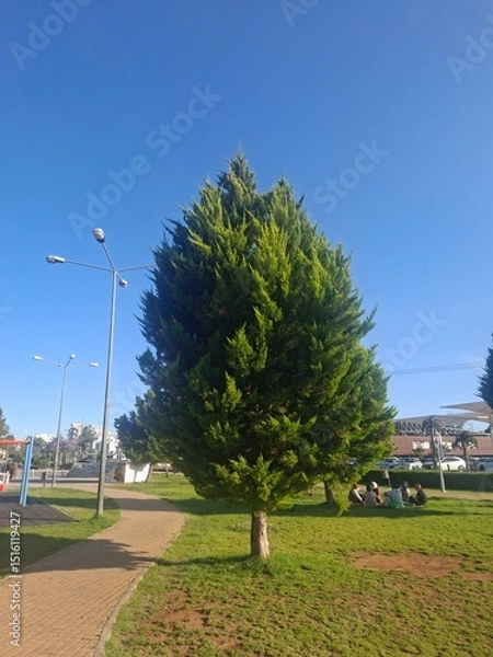 Obraz trees in the park
