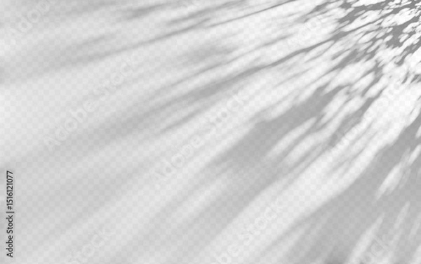 Fototapeta Abstract shadow overlay from tree on a transparent background.