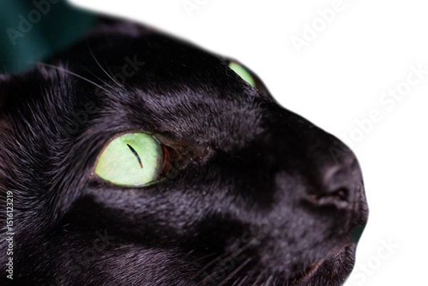 Fototapeta Black cat green eyes on black background. Close up black oriental cat eyes in PNG isolated on transparent background