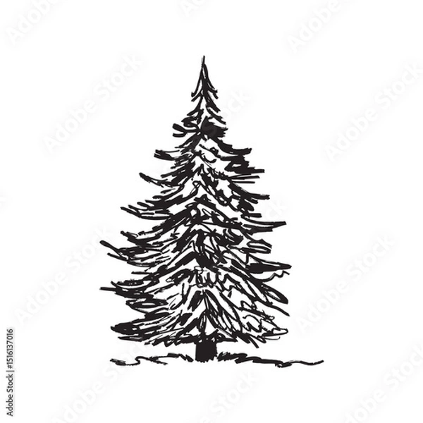 Fototapeta A single evergreen tree, pine or spruce in black brush stroke texture isolated on white. Hand drawn vector sketch illustration in vintage charcoal ink. Landscape element, summer concept.