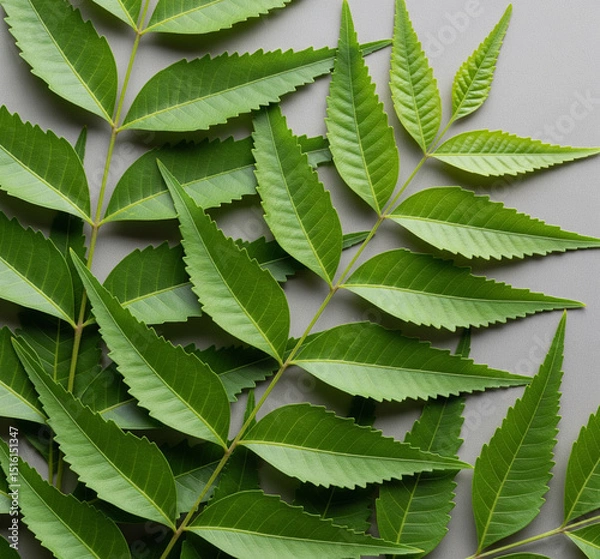 Obraz three some neem leaves