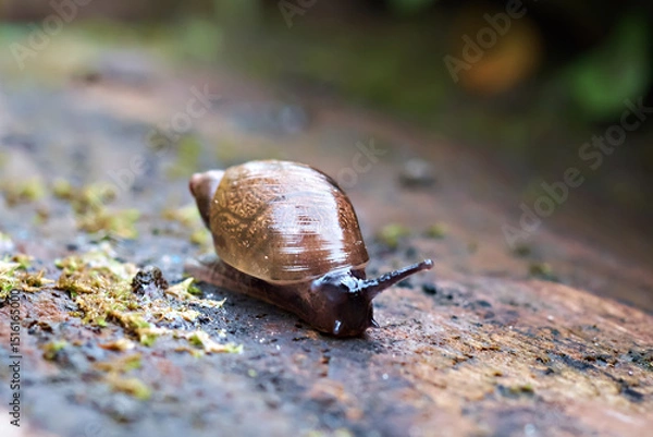 Fototapeta Close-up of a curious snail in the garden