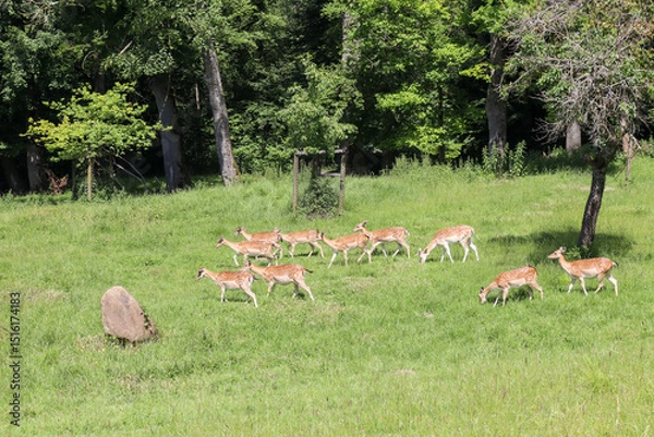 Fototapeta A group of spotted deer grazing peacefully in a lush green meadow, surrounded by soft natural light and wild grass.