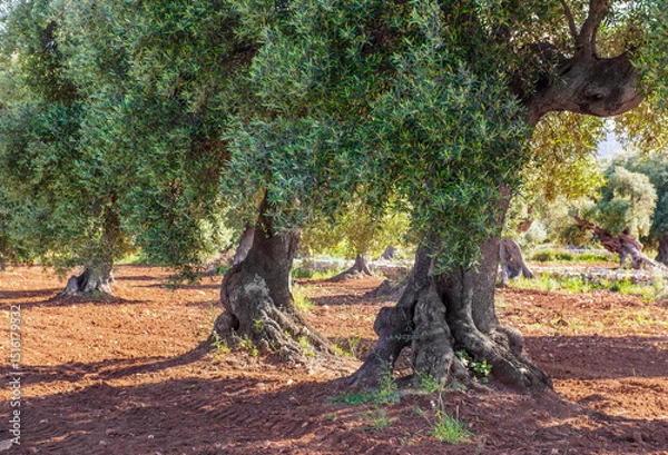 Fototapeta olive tree in a field with red earth in Puglia in italy