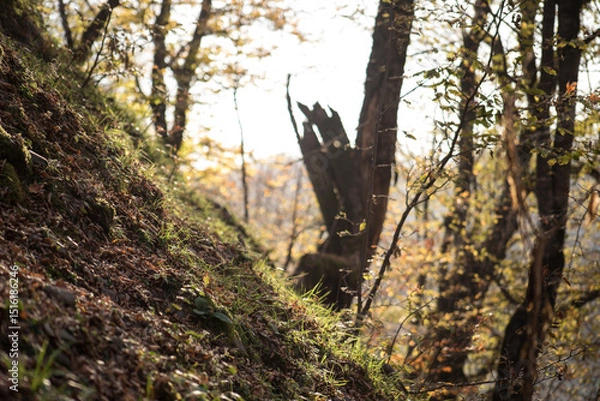Fototapeta Landscape with beautiful fog in forest on hill or Trail through a mysterious winter forest with autumn leaves on the ground. Road through a winter forest. Magical atmosphere. Azerbaijan nature
