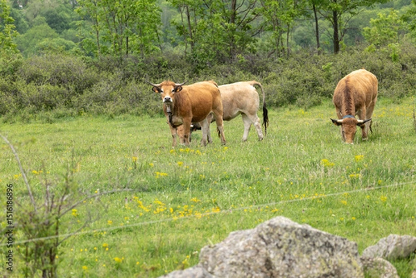 Obraz cows in the meadow