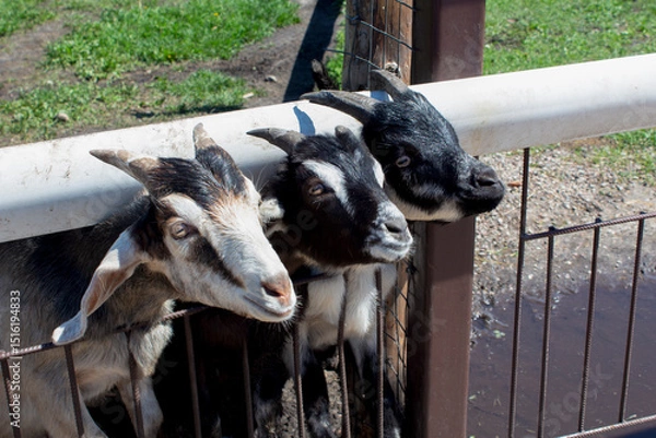 Fototapeta Three curious goats stick their heads through bars of stable.