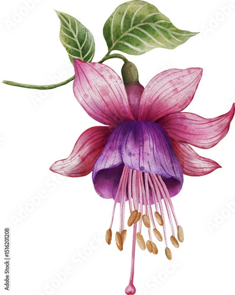 Obraz Watercolor illustration of a vibrant fuchsia flower on a white background. Hand-painted botanical artwork perfect for prints, packaging, invitations, fabric, and elegant floral designs.