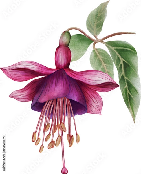 Obraz Watercolor illustration of a vibrant fuchsia flower on a white background. Hand-painted botanical artwork perfect for prints, packaging, invitations, fabric, and elegant floral designs.