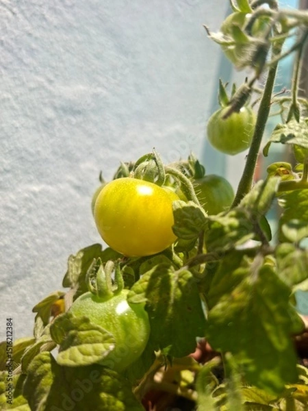 Obraz green tomatoes on a branch