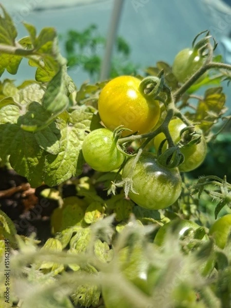 Obraz green tomatoes on a branch