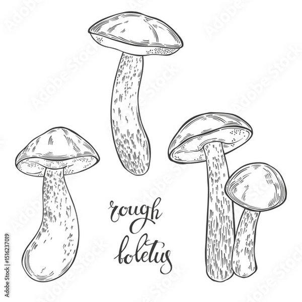 Fototapeta Mushrooms, rough boletus. Hand drawn isolated vector illustrations. Line art. For packaging design, advertising, menus, magazines, recipes.