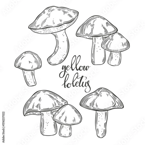 Fototapeta Mushrooms, yellow boletus. Hand drawn isolated vector illustrations. Line art. For packaging design, advertising, menus, magazines, recipes.