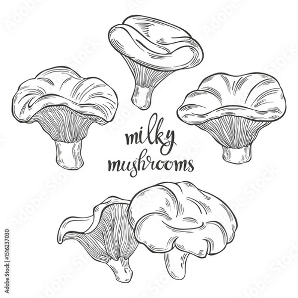 Fototapeta Milk mushroom. Hand drawn isolated vector illustrations. Line art. For packaging design, advertising, menus, magazines, recipes.