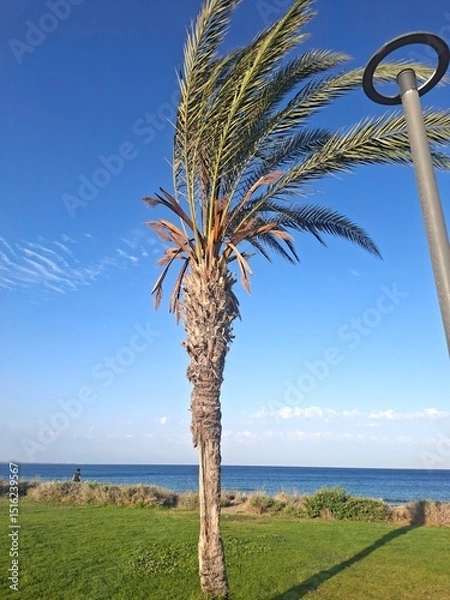 Obraz palm trees on the beach
