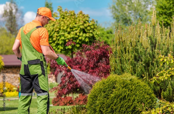 Fototapeta Gardener Tending to Lush Landscape With a Spray in Bright Afternoon Sunlight in a Well-Maintained Garden