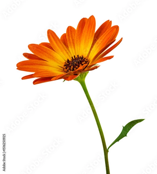 Fototapeta Wonderful sunny daisy (Marguerite) in side view. Cut out, including clipping path.