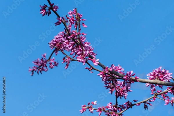 Fototapeta Branch Eastern Redbud, or Eastern Redbud Cercis canadensis adorned with vibrant pink blossoms against clear blue sky, capturing essence of spring. Selective focus. Nature concept for design.