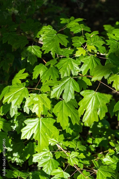 Fototapeta Field maple or Acer Campestre. Bright green leaves lush Field maple or Acer Campestre, vibrant and healthy, basking in sunlight, creating lively and refreshing natural scene.
