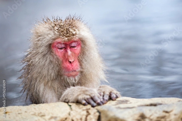Obraz Snow monkey taking a relaxing bath in a hot spring, Yudanaka Onsen, Jigokudani Monkey Park, Nagano Prefecture, Japan