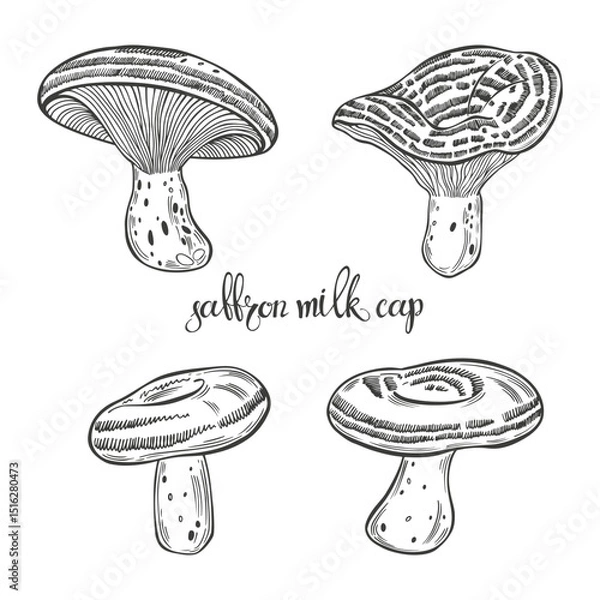 Fototapeta Saffron milk cap. Hand drawn isolated vector illustrations. Line art. For packaging design, advertising, menus, magazines, recipes.
