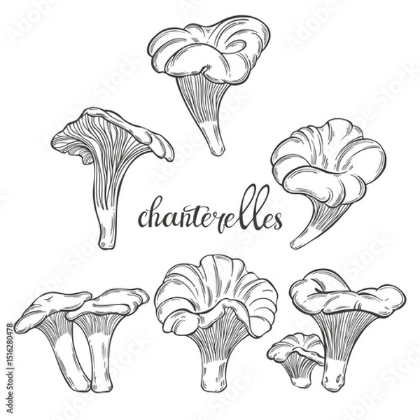 Fototapeta Chanterelles. Hand drawn isolated vector illustrations. Line art. For packaging design, advertising, menus, magazines, recipes.