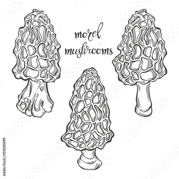 Fototapeta Morel mushrooms. Hand drawn isolated vector illustrations. Line art. For packaging design, advertising, menus, magazines, recipes.
