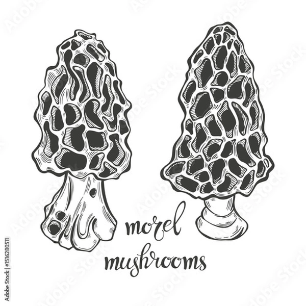 Fototapeta Morel mushrooms. Hand drawn isolated vector illustrations. Line art. For packaging design, advertising, menus, magazines, recipes.