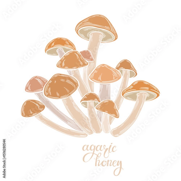 Fototapeta Mushrooms, honey agaric. Hand drawn isolated color vector illustrations. Line art. For packaging design, advertising, menus, magazines, recipes.