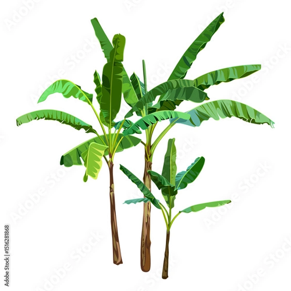 Fototapeta Green Banana Palm Trees isolated on a white background. Desert and tropical houseplants. 
