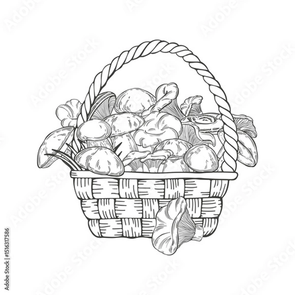 Fototapeta  Basket with mushrooms. Hand drawn vector illustration. Perfect for design templates,wrapping, print, packaging design, advertising, menus, magazines, recipes.