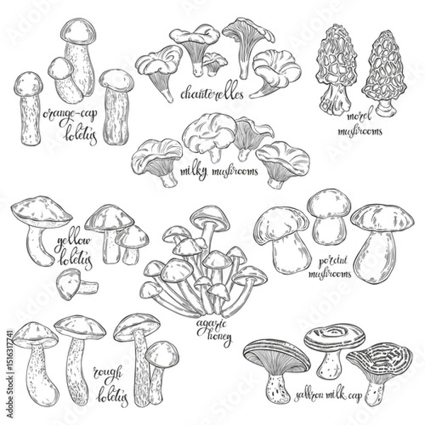 Fototapeta Different mushrooms. Vector collection on white. Hand drawn isolated illustrations. Line art. For packaging design, advertising, menus, magazines, recipes.