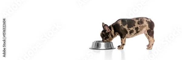 Fototapeta Banner. Little bulldog drinking water from metal bowl, head dipped low, focused on meal with calm posture against white studio background. Concept of canine food, pet nutrition, puppy wellness