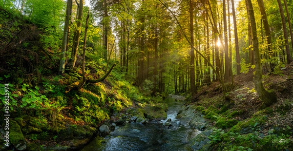 Fototapeta Beautiful Sunrise In Sunny Spring Forest with Stream . Sunlight Sunbeams Through Woods In Forest Landscape. Panorama Panoramic View