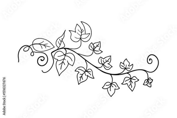 Fototapeta Elegant black and white vector illustration of climbing vine with leaves and swirls