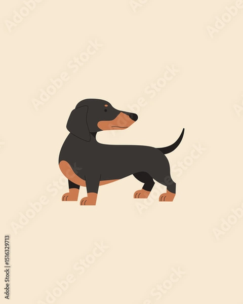Obraz Dog. Dachshund. Vector color image.