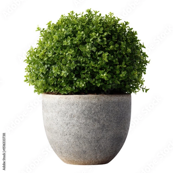 Fototapeta A lush green potted plant with dense foliage in a textured gray pot. Ideal for home decor, office spaces, or indoor gardening. Adds a touch of nature to any environment.