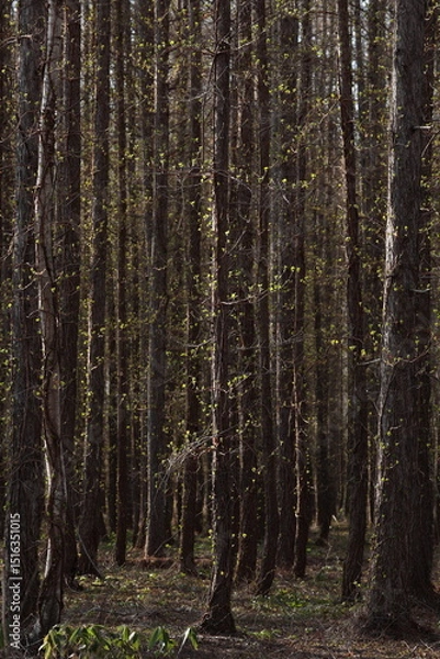 Obraz 早朝の陽光で輝く木々の幹と葉