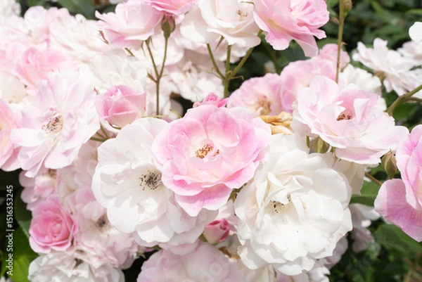 Fototapeta 白にピンクをおびた満開のバラ