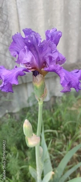 Obraz purple iris flower