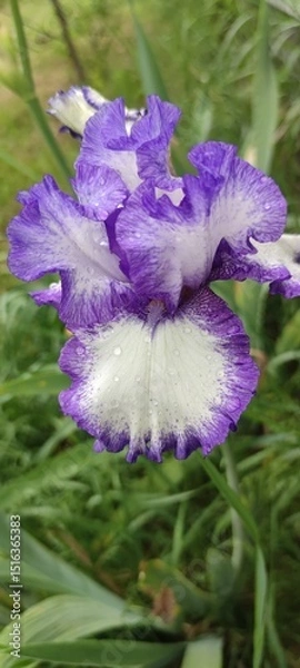 Obraz purple iris in the garden