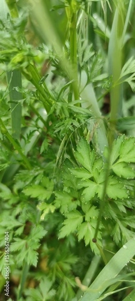 Obraz close up of green leaves