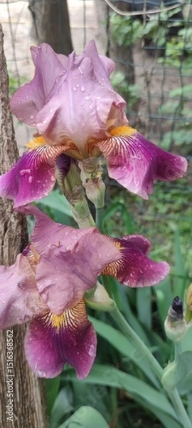 Obraz Pink irises in dew drops