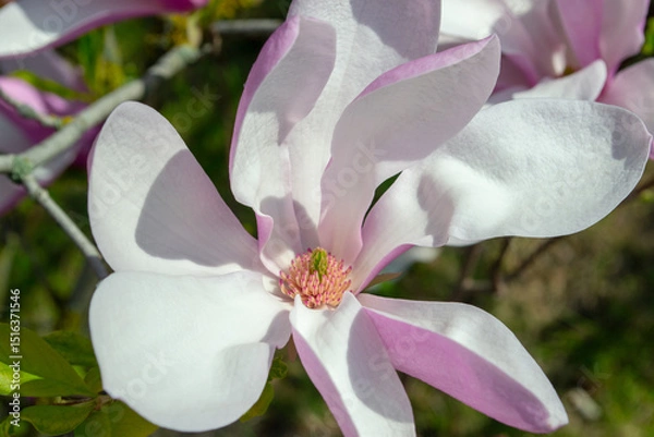 Fototapeta Close-Up of a Blooming Magnolia Flower in Springtime selective focus