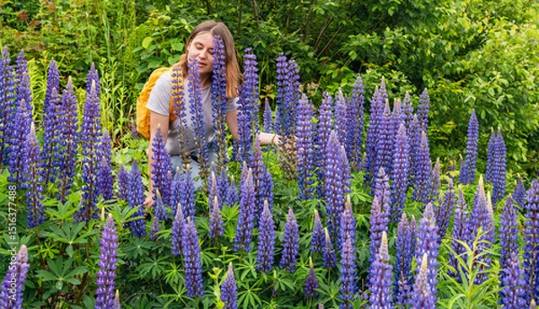 Fototapeta Female traveler enjoying the beauty of wild lupine field in forest setting. Bright purple flowers in full bloom surround the hiker in serene landscape, copy space