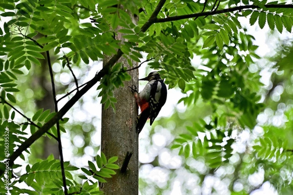 Fototapeta A woodpecker in the forest on a tall tree looking for food.