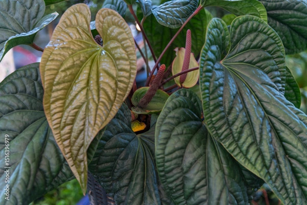 Fototapeta Closeup to fresh leaf of Anthurium hybrid in the pot  