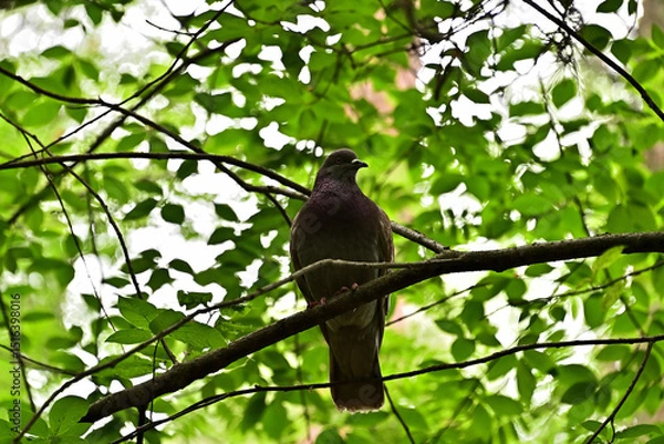 Fototapeta Sometimes you can see a dove in the forest, sitting on a tree branch.